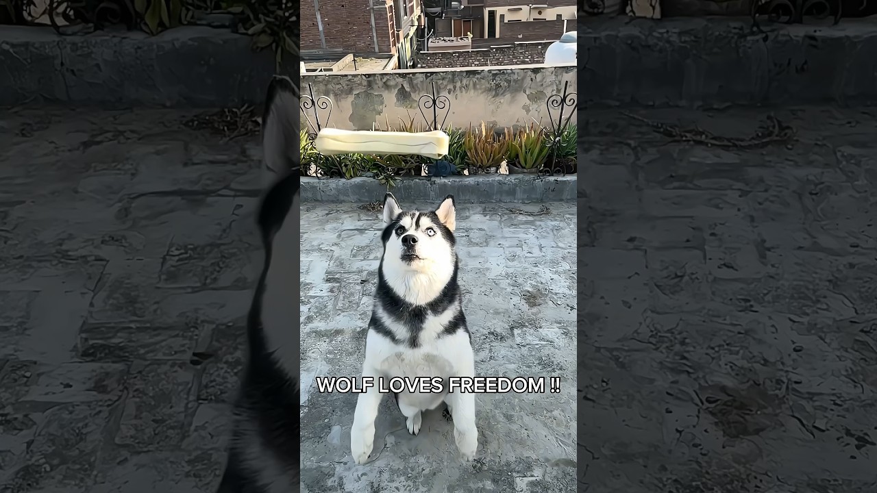 Power of husky #dog #husky #shorts