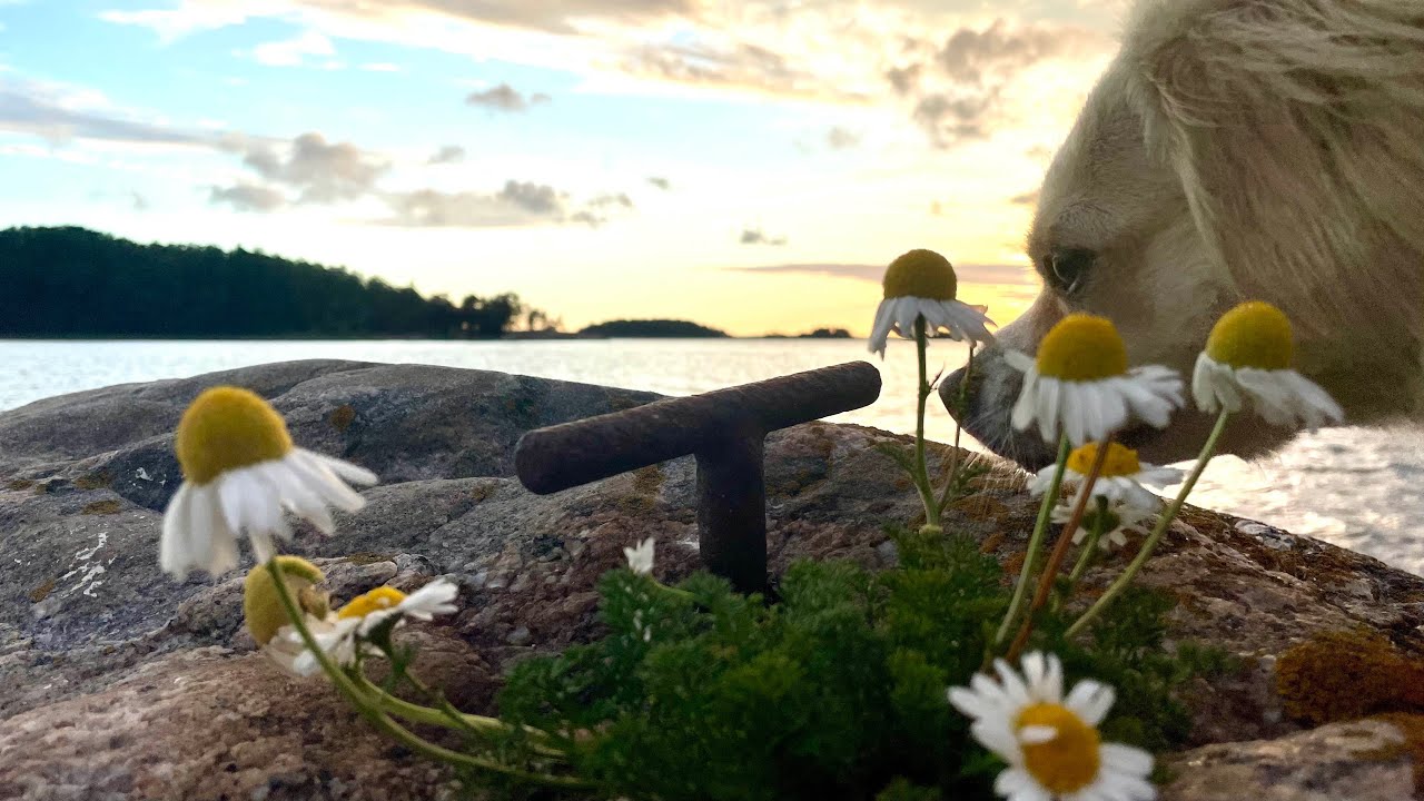 Kesälomapurjehdus alkaa päämääränä Ruotsin Höga Kusten - luonnonsatama kivilleajo ep.17