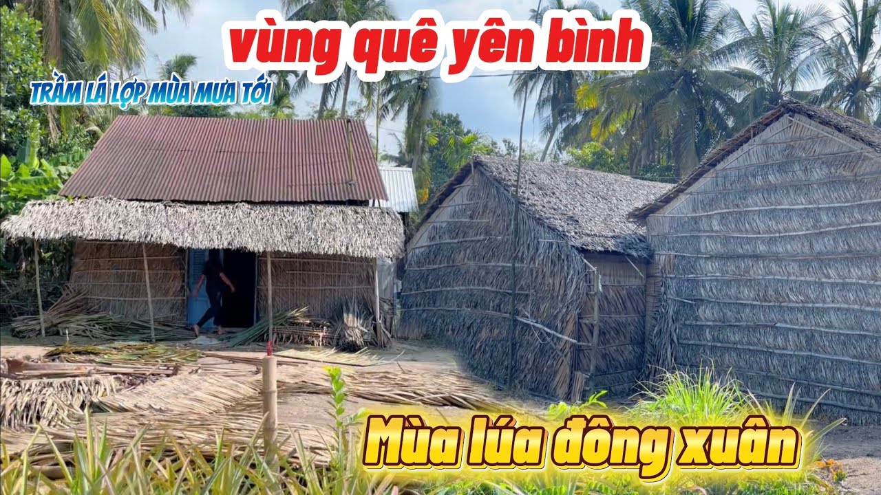 Đi vào khu xóm làng quê bình yên mát mẻ vụ mùa đông xuân thơm mùi lúa chín tại Châu Thành
