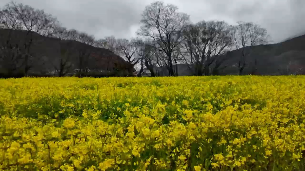 畑の前河川敷　2026.03.03