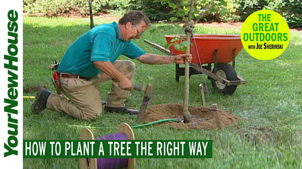 How to Plant a Tree (instructions and tips for a healthy tree) - The Great Outdoors