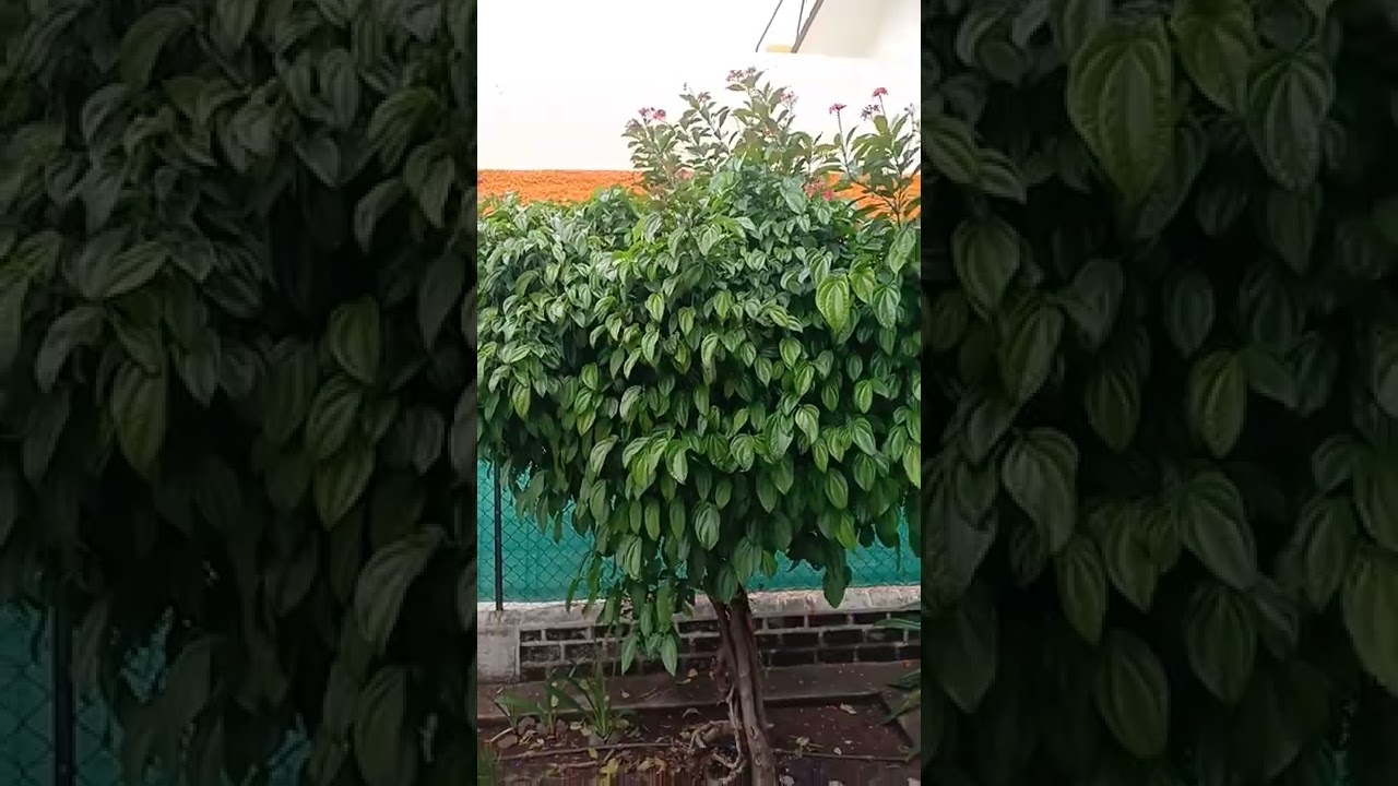 This betel leaf wine from my garden has climbed on another tree so it is not looking like wine