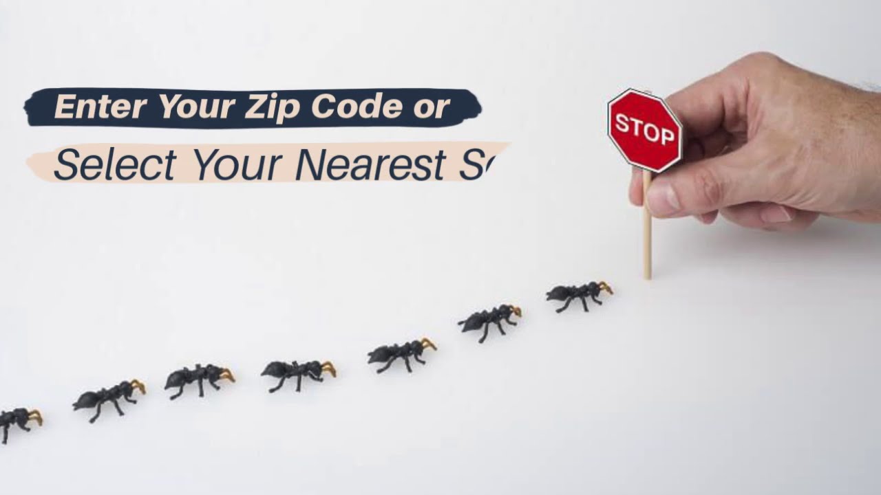 How to Get Rid of Ants - Go Local Pest Control