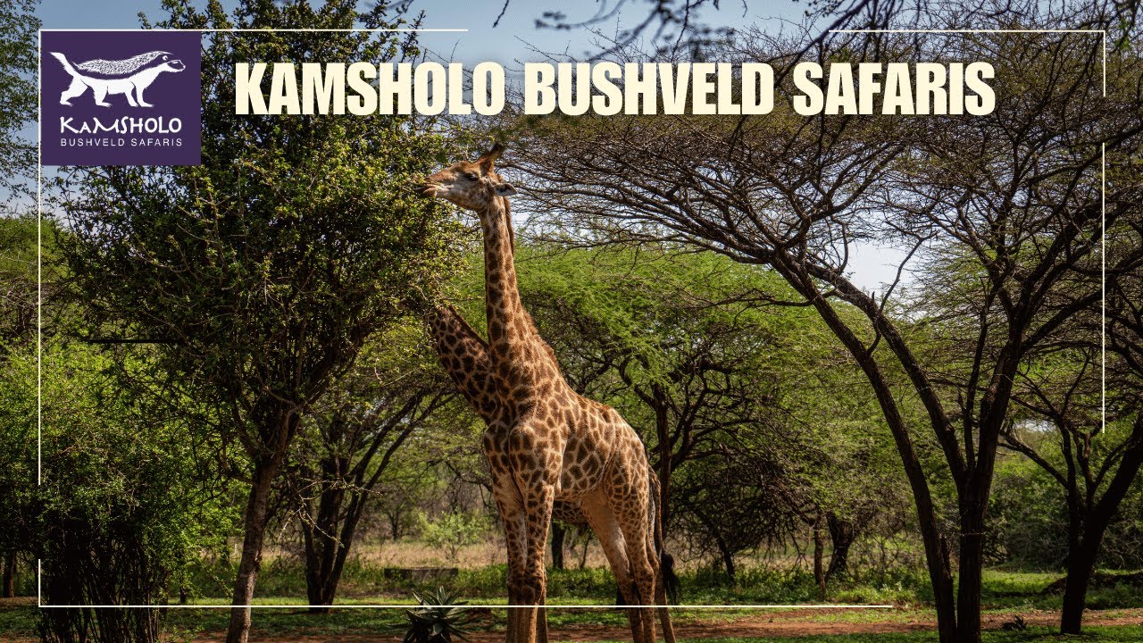 KaMsholo Bushveld Safaris