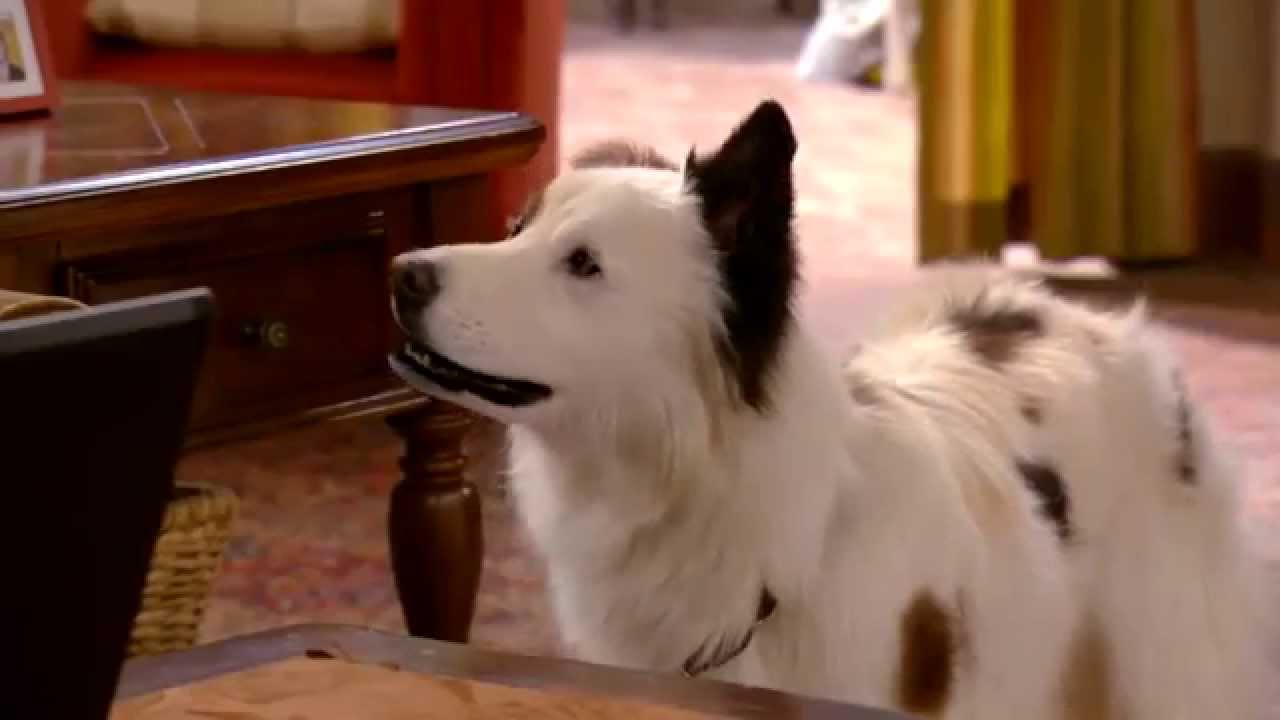 Dog With A Blog - Stan The Agent