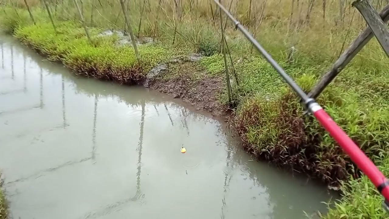 SAMBIL NGABUBURIT MANCING LAGI