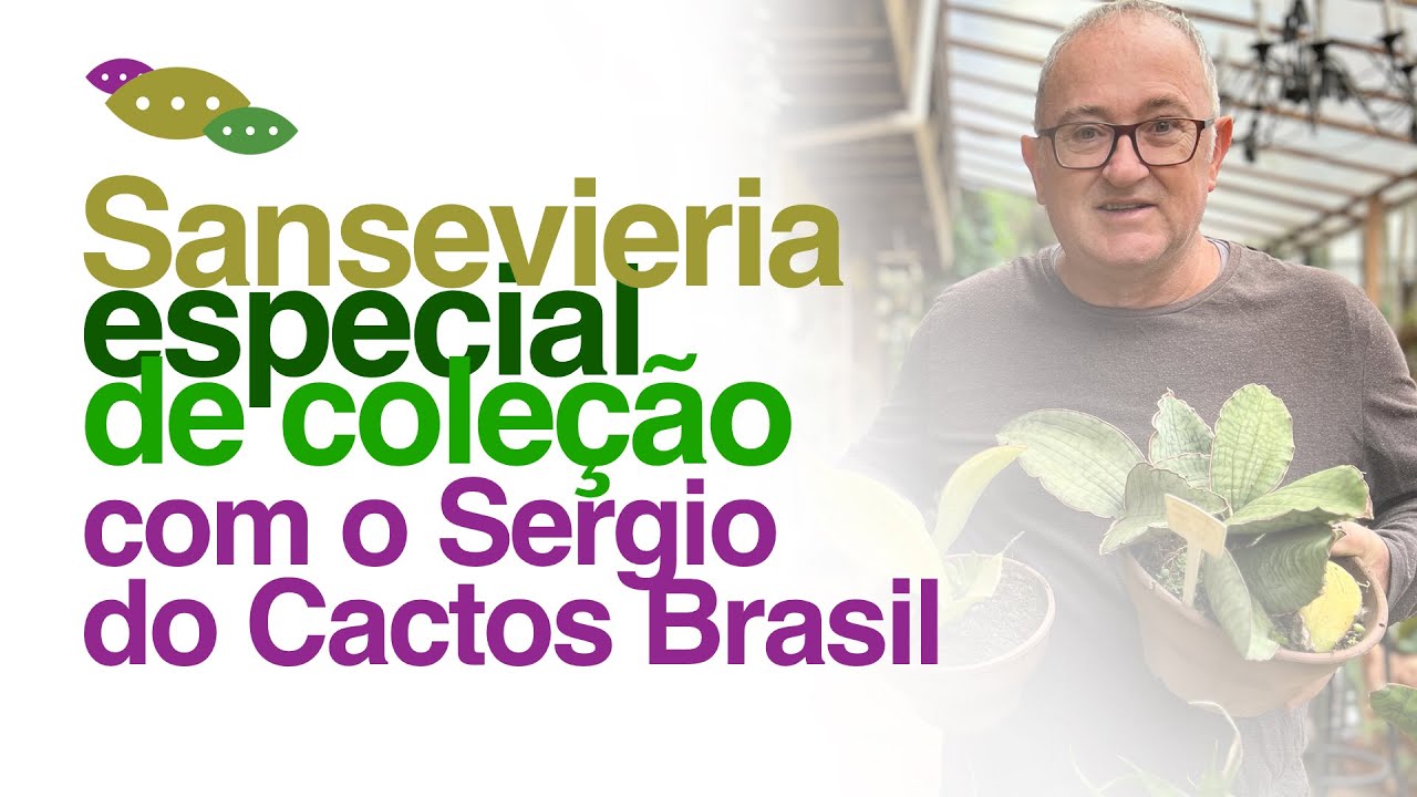 Sansevieria Especial - PLANTAS ULTRA RESISTENTES | Invasão Plantóide no Cactos Brasil