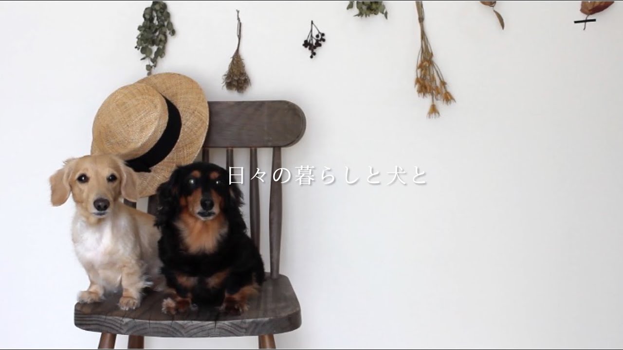 ご報告/ 別れそしてめぐり逢い/ 日々の暮らしと犬と/ My daily life with dogs