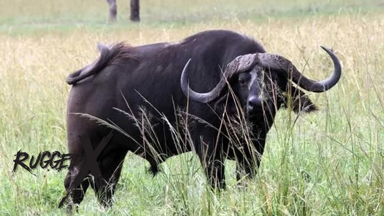 Cape Buffalo Charge