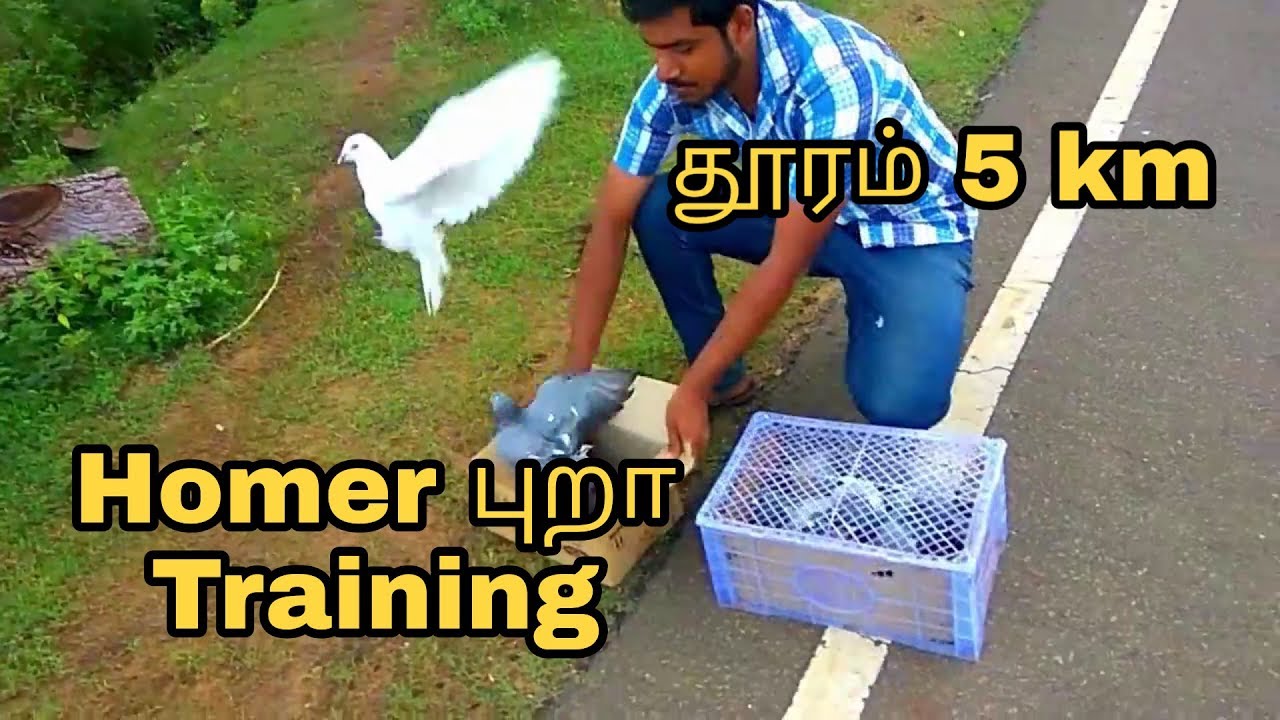 Homer Pigeon Training