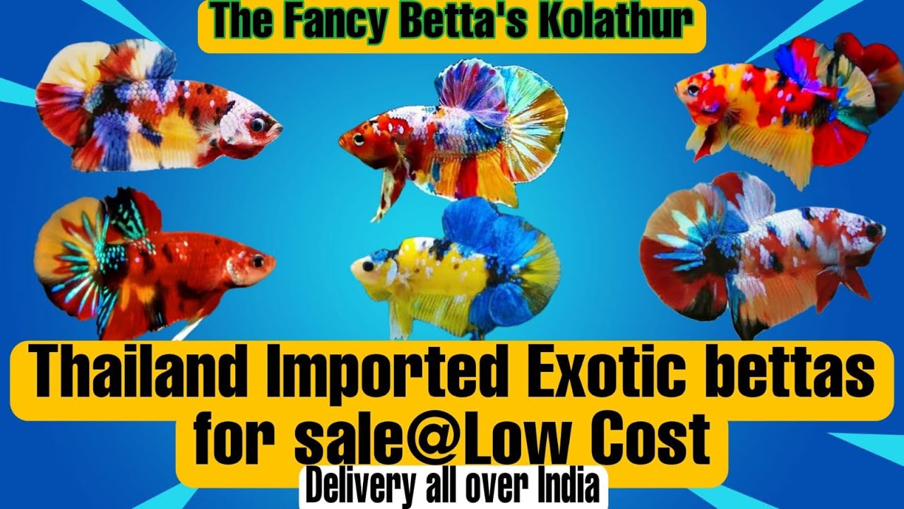 Thailand IMPORTED EXOTIC BETTAS FOR SALE@LOW COST | THE FANCY BETTA'S | KOLATHUR FISH MARKET | TAMIL