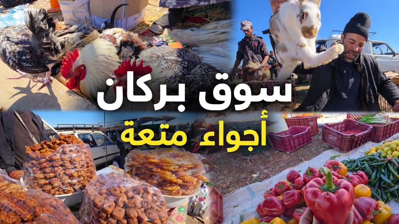 جولة داخل أكبر سوق شعبي في بركان | أجواء خيالية وأسعار مفاجئة 🐓