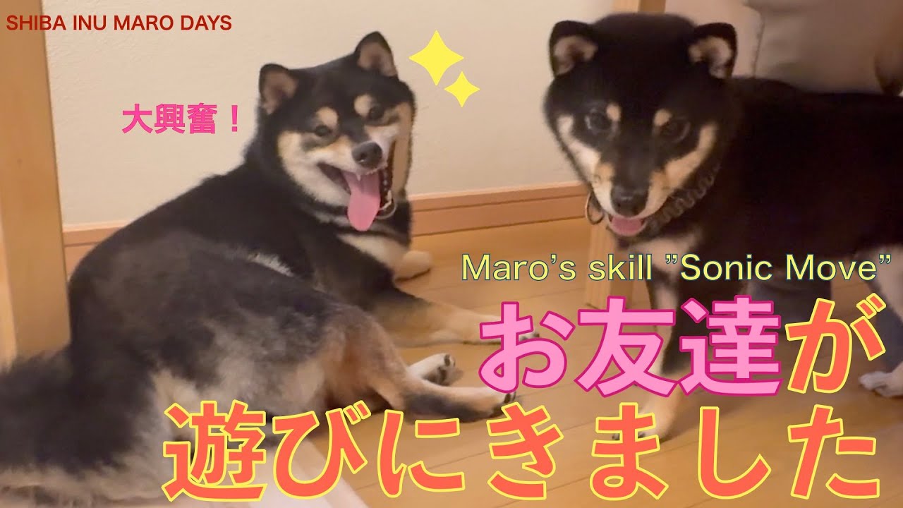 柴犬まろくんのお友達がやってきた！【Maro's friend came to his house!】　