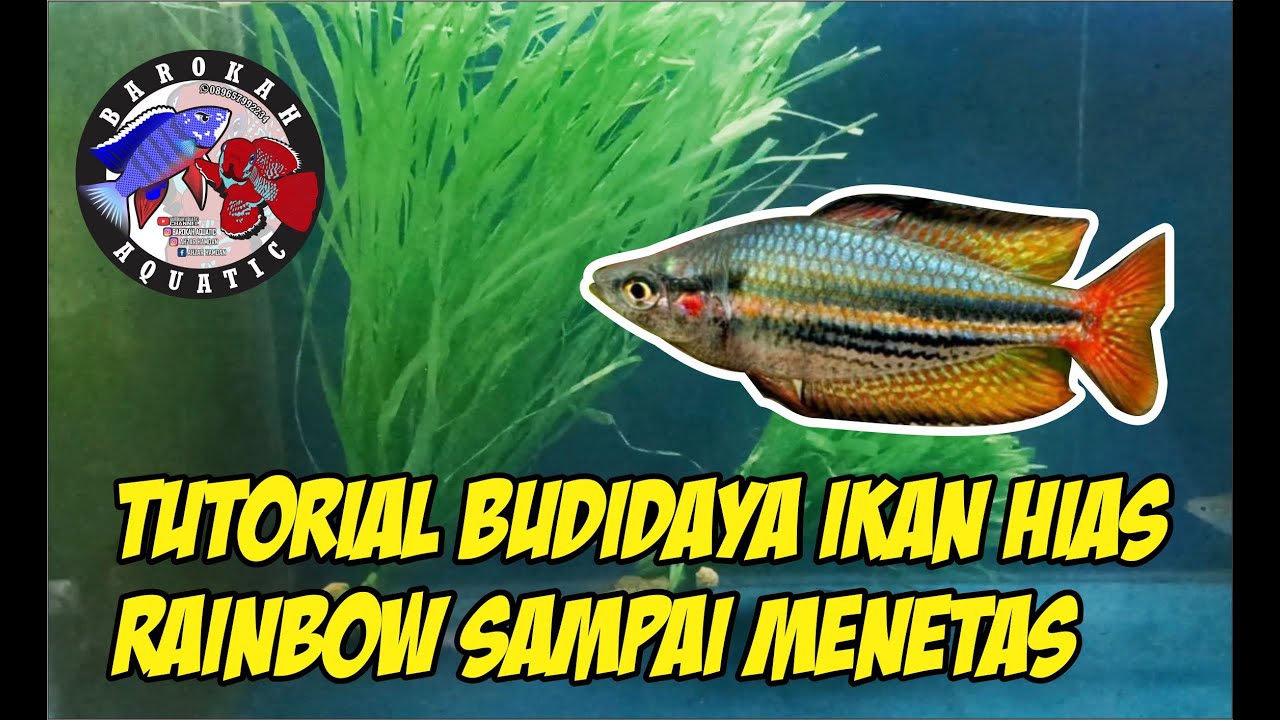 Cara bididaya ikan hias rainbow dari breeding hingga menetas ‼️