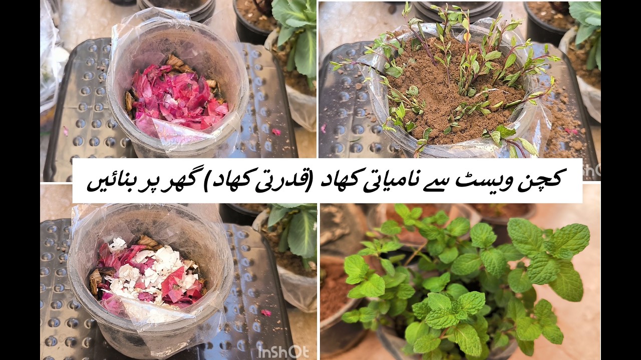Organic fertilizer with kitchen waste||pure organic||excellent results on plant growth||March 2026||