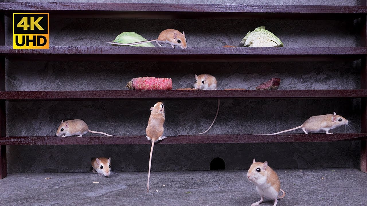 Cat TV Mice on the Screen 4K – Climbing, Running and Hide & Seek Fun for Cats to Watch