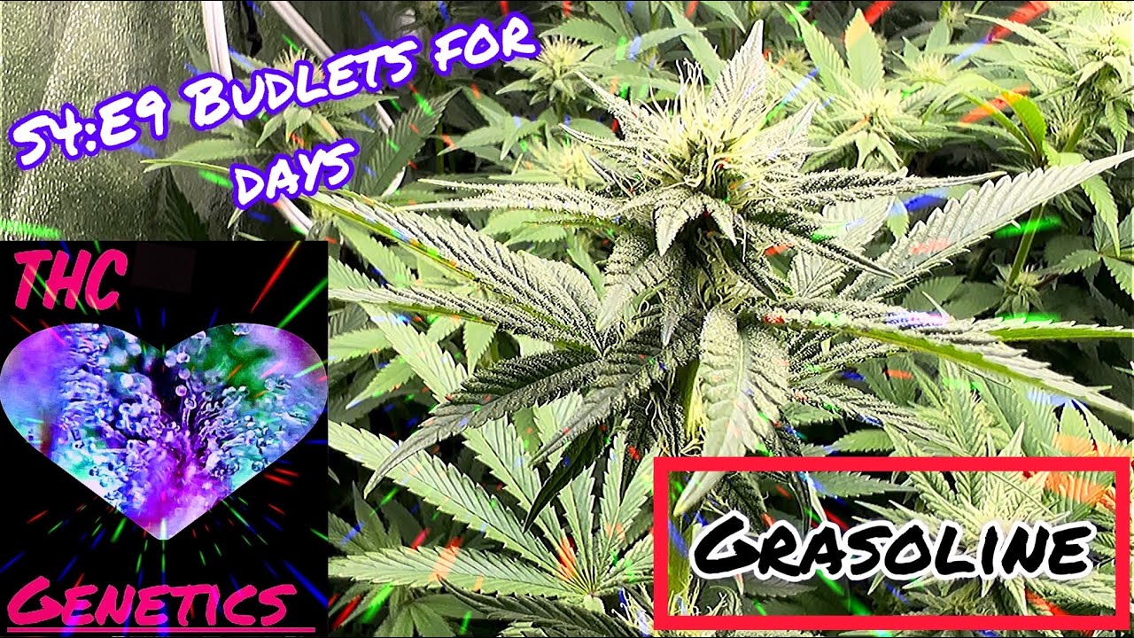 Seed to Harvest - Grasoline