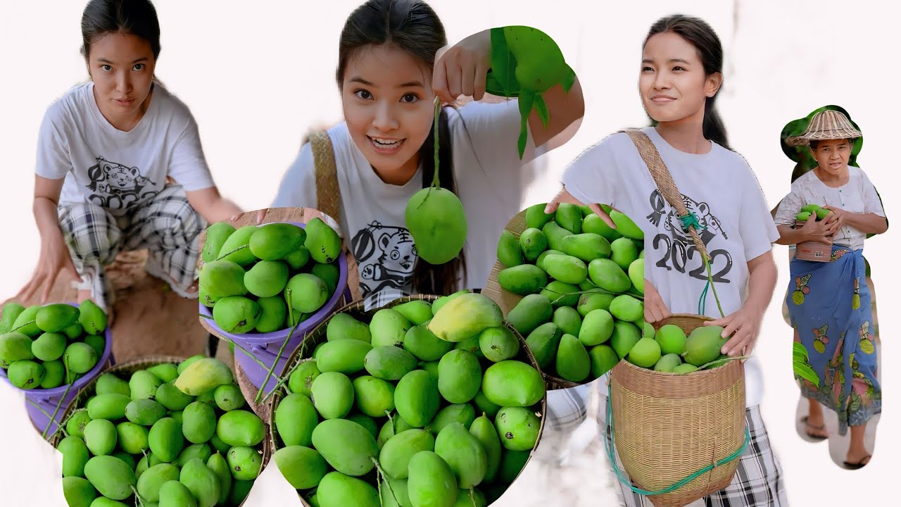 ခြံထဲက သရက်သီးတွေ ဒီနှစ် လေတွေကြမ်းလို့ကြွေ