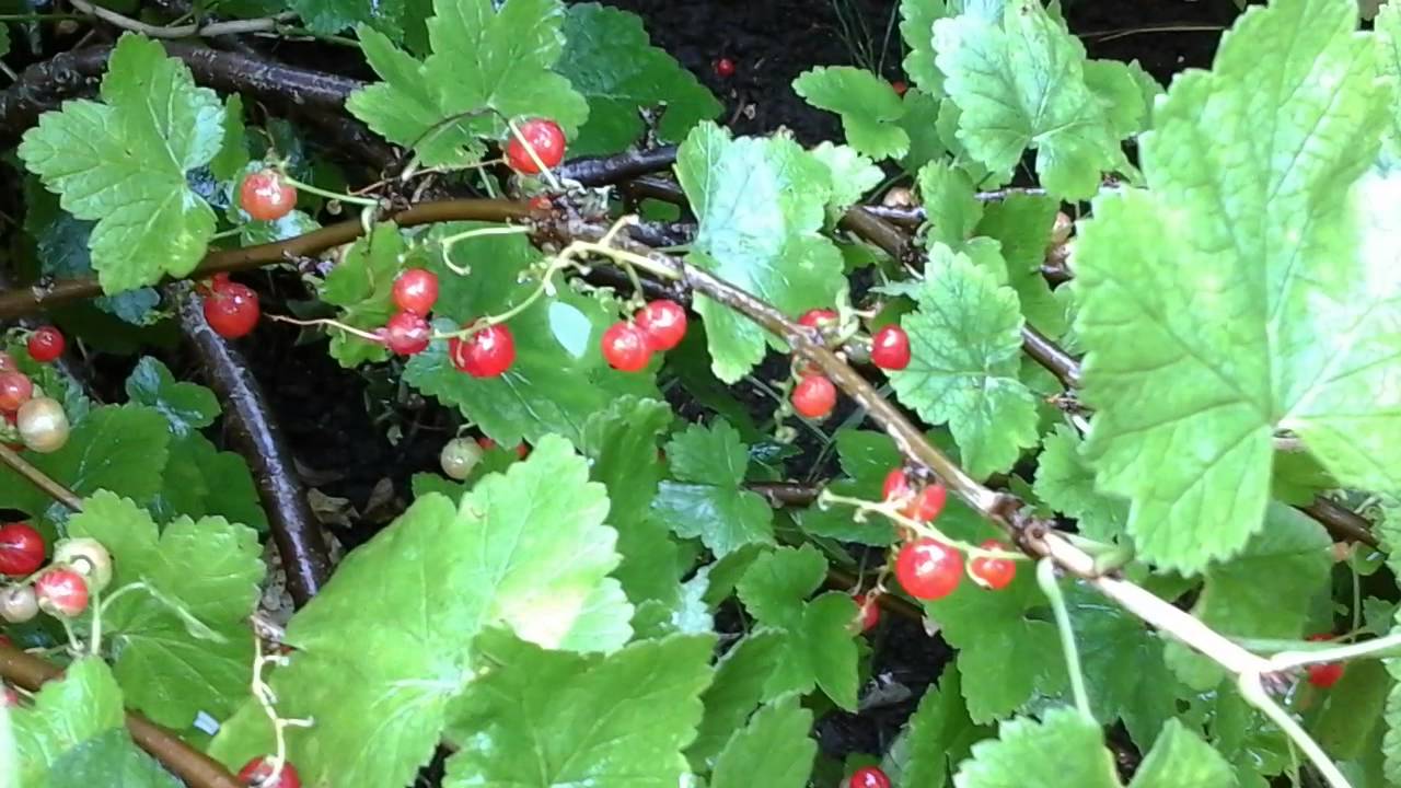 Black Currants, Red Currants, White Currants