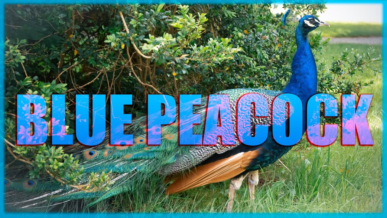 BLUE PEACOCK - BLAUER PFAU