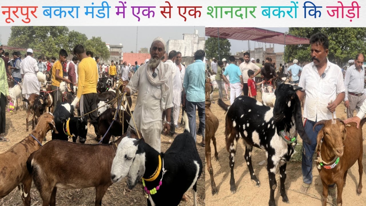 नूरपुर बकरा मंडी || नूरपुर बकरा बाज़ार || कुर्बानी के बकरे बकरों कि वीडियो || RED FISH BIJNOR 2024