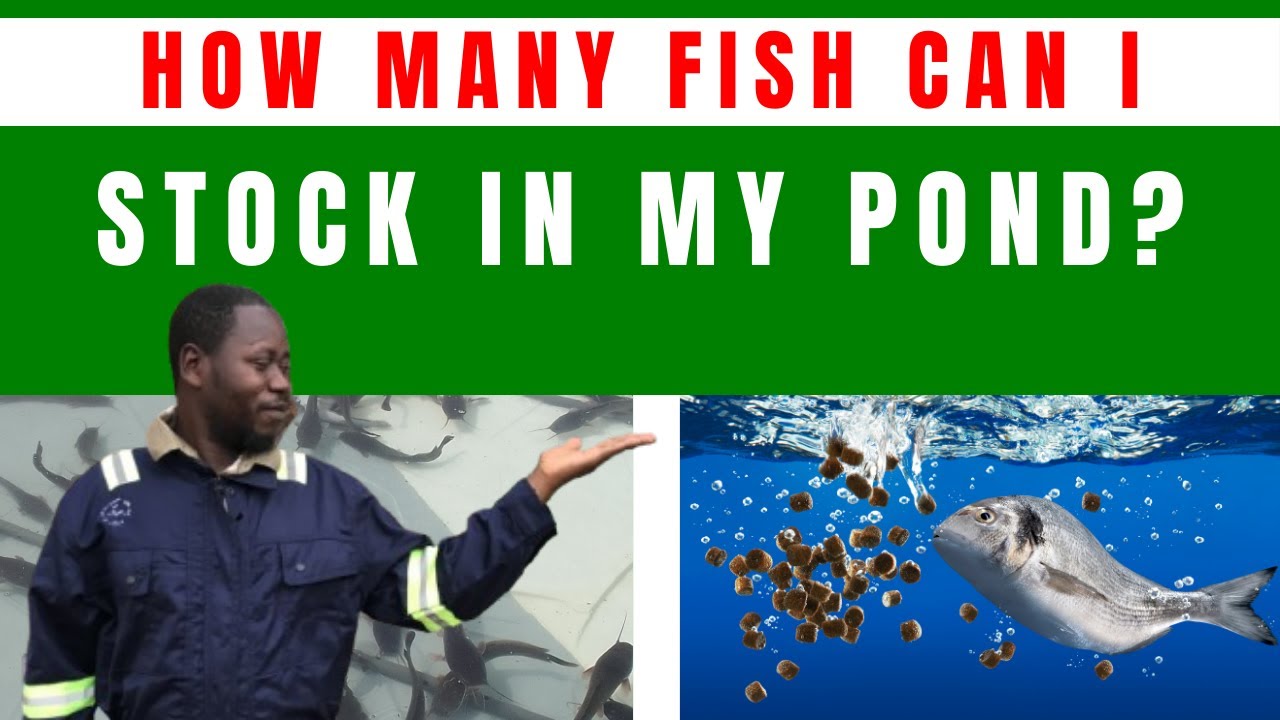 How to Calculate Fish Pond Stocking Density Step by Step Guide