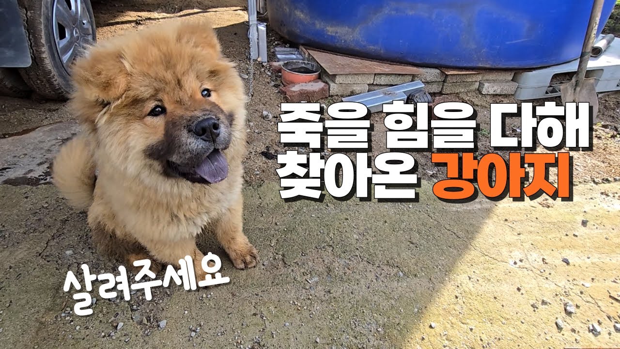 살려주세요, 죽을 힘을 다해 찾아온 강아지!! … 그리고 웰시코기 전쟁의 날!