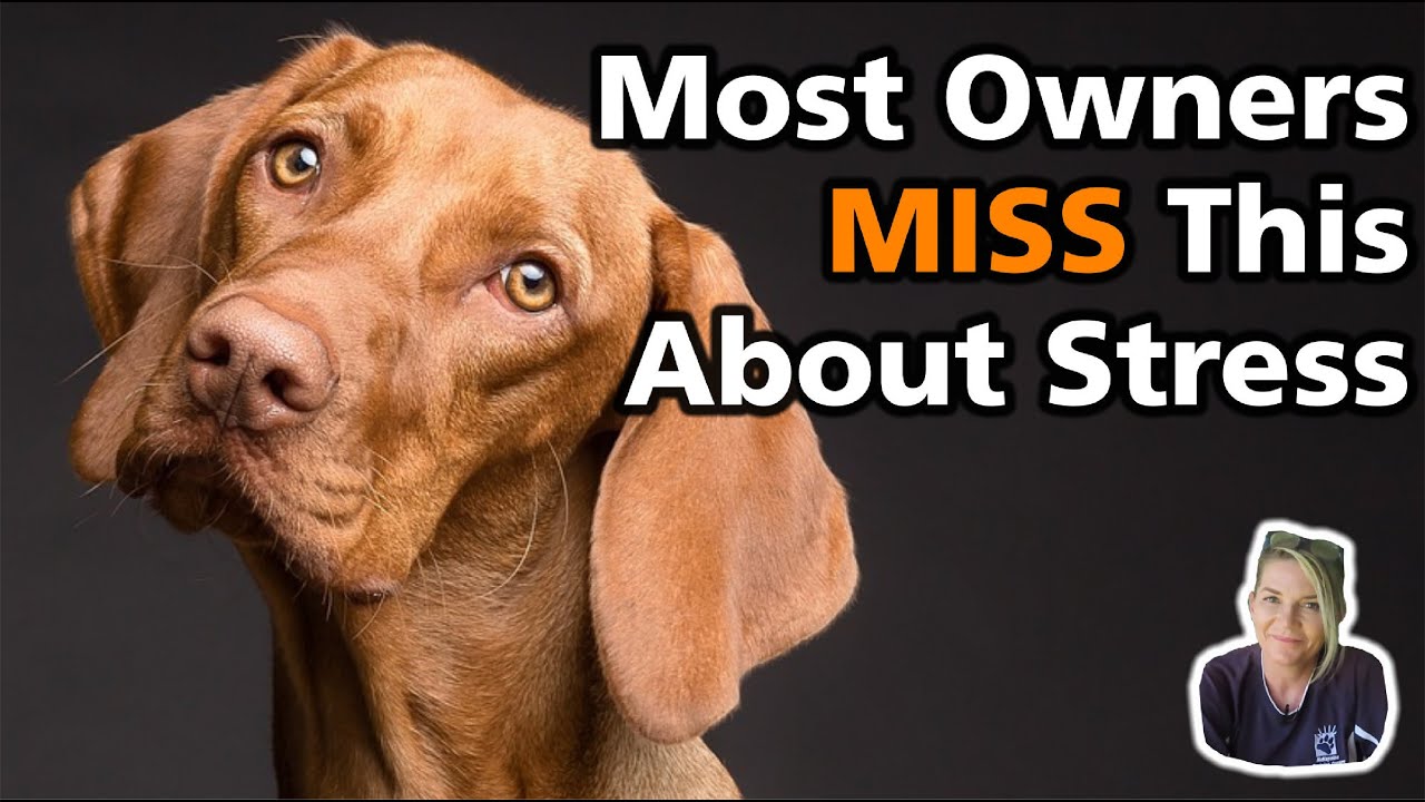 The TYPES of Stress in Dogs (and What to Do About Them)