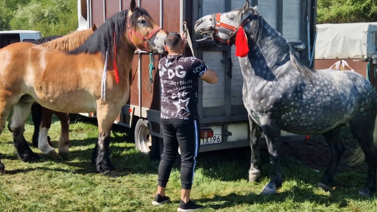 T&Acirc;RGUL DE ANIMALE DE LA PUI, JUDEȚUL HUNEDOARA, UNUL DIN CELE MAI MARI T&Acirc;RGURI DE PRIMAVARĂ DIN ȚARĂ