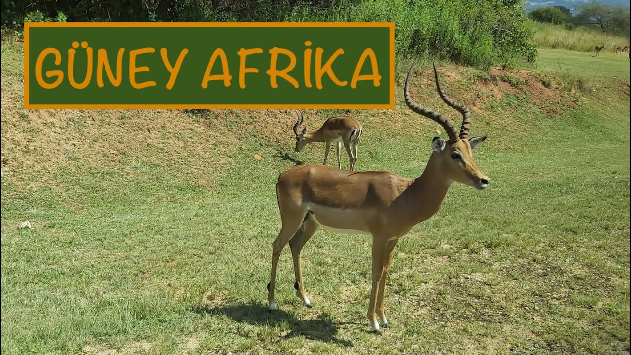 GÜNEY AFRİKA