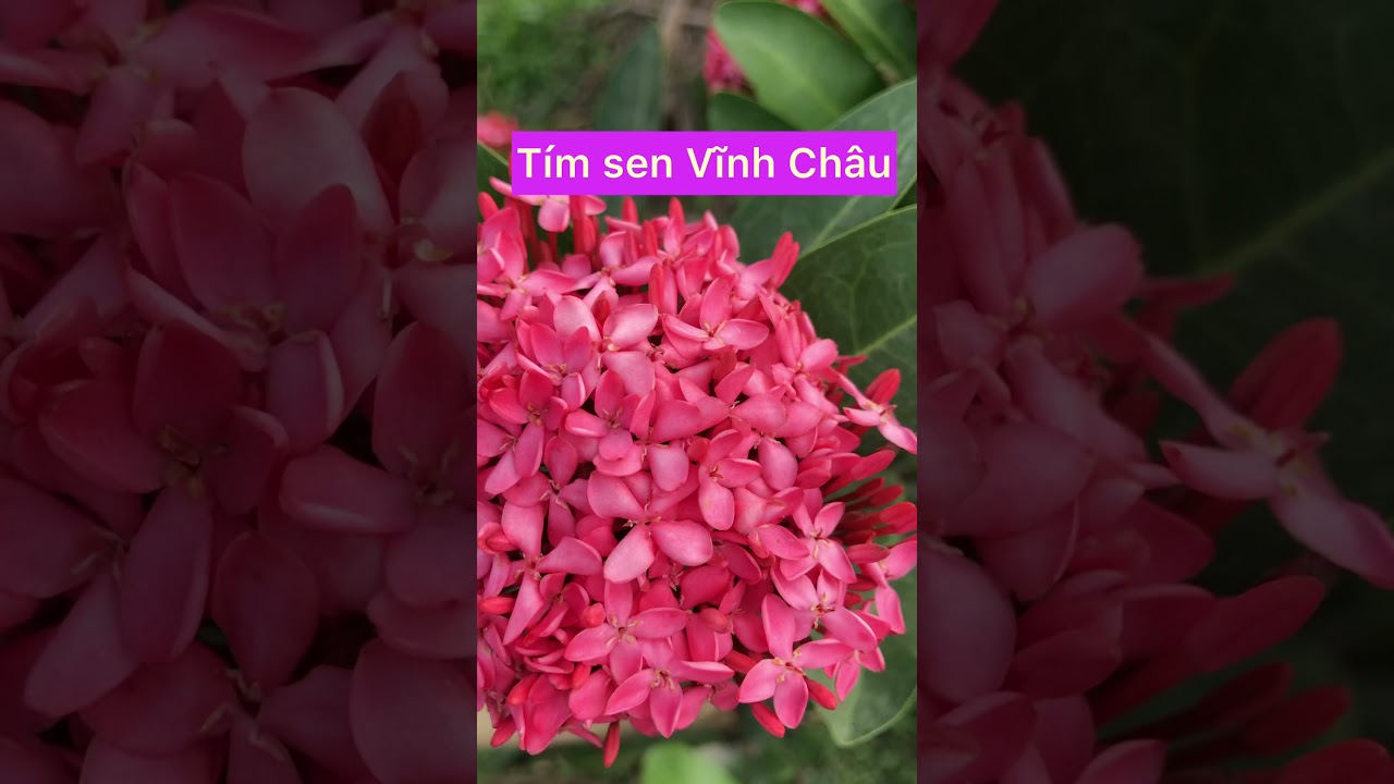 Tím sen Vĩnh Châu chỉ 400k - Hương thơm quyến rũ