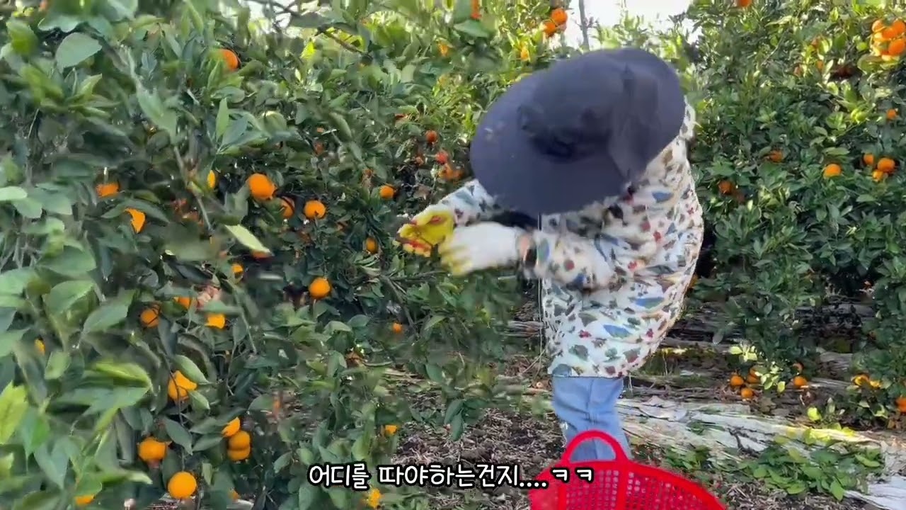 귤따기 알바 도전~~!!(총 7일나감)