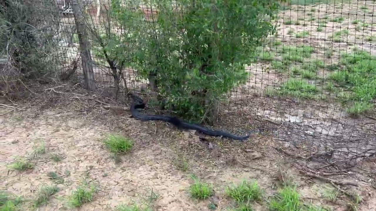 Texas Blue Indigo snake in South Texas. We like seeing them! They even eat rattlesnakes!
