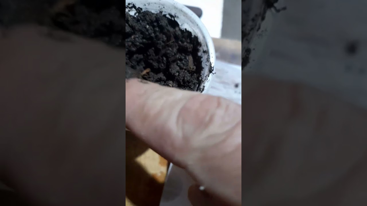 Cómo germinar una semilla de porongo (mate calabaza)