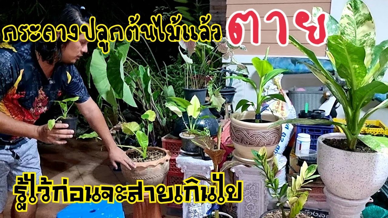 ใช้กระถางปลูกต้นไม้แล้วตาย ถ้าคุณยังไม้ดูคลิปนี้ : หลงไม้ใบ EP.188