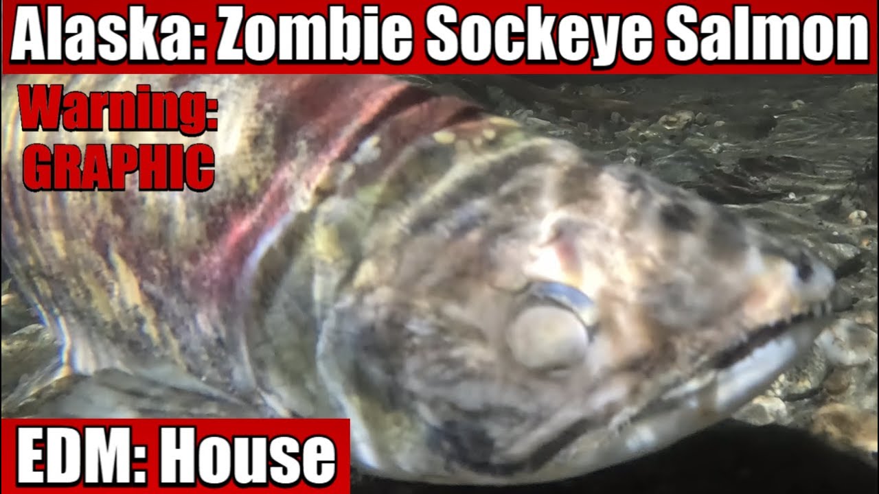 Alaska: Zombie Sockeye Salmon - EDM: House - FALL25