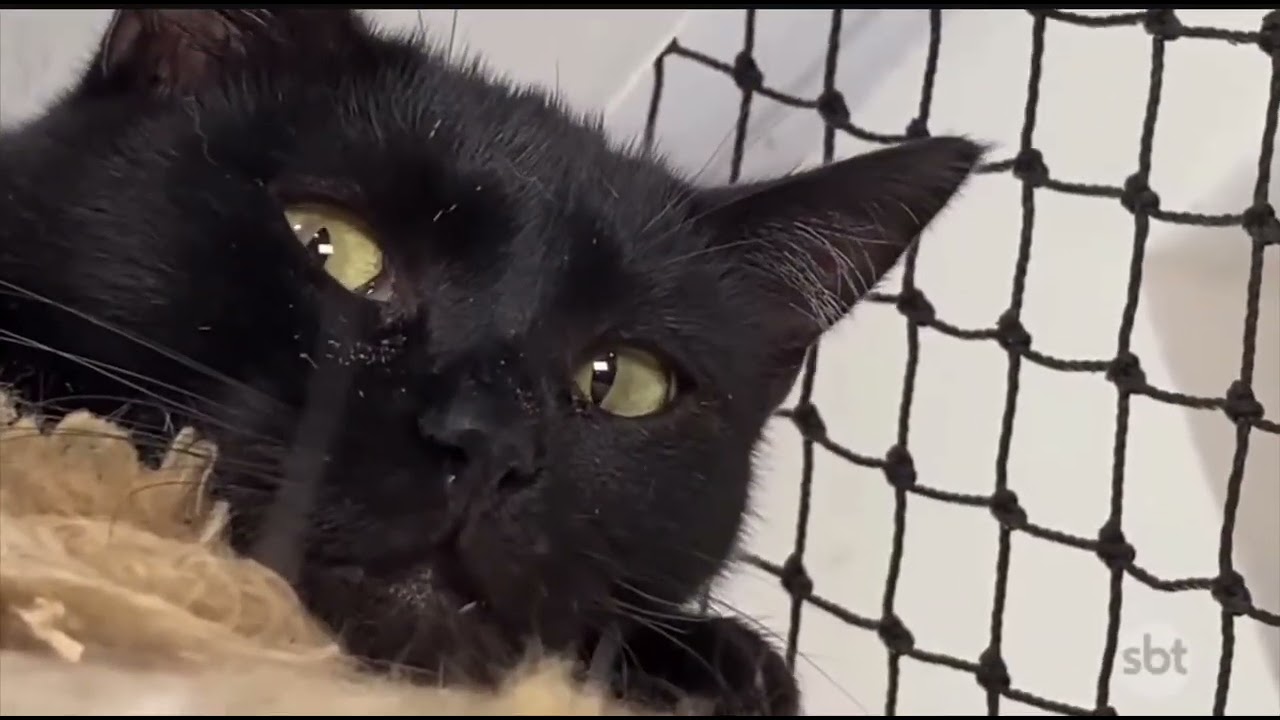 SBT REPÓRTER - MAUS TRATOS AOS ANIMAIS