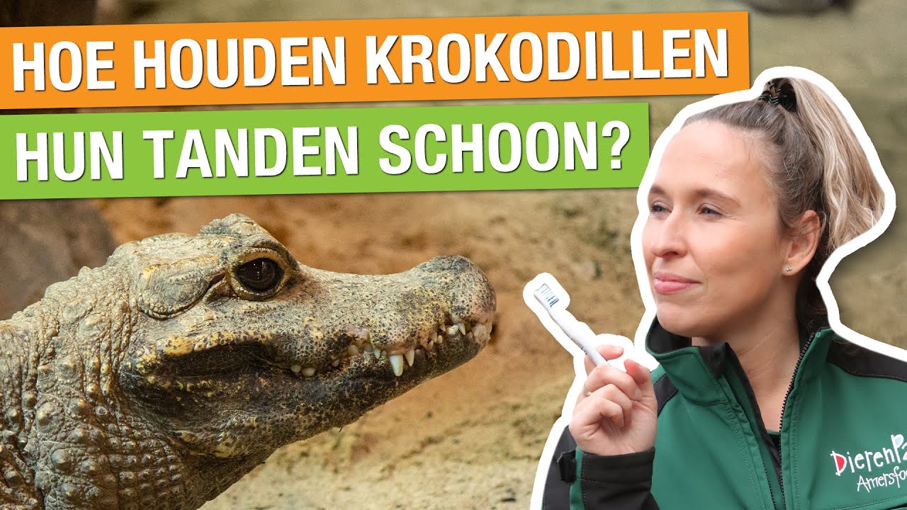 ZO GEVAARLIJK ZIJN KROKODILLEN… 😱 + HOEVEEL TANDEN HEEFT EEN KROKODIL? 🐊 | Carlijns Dierenvraag #74
