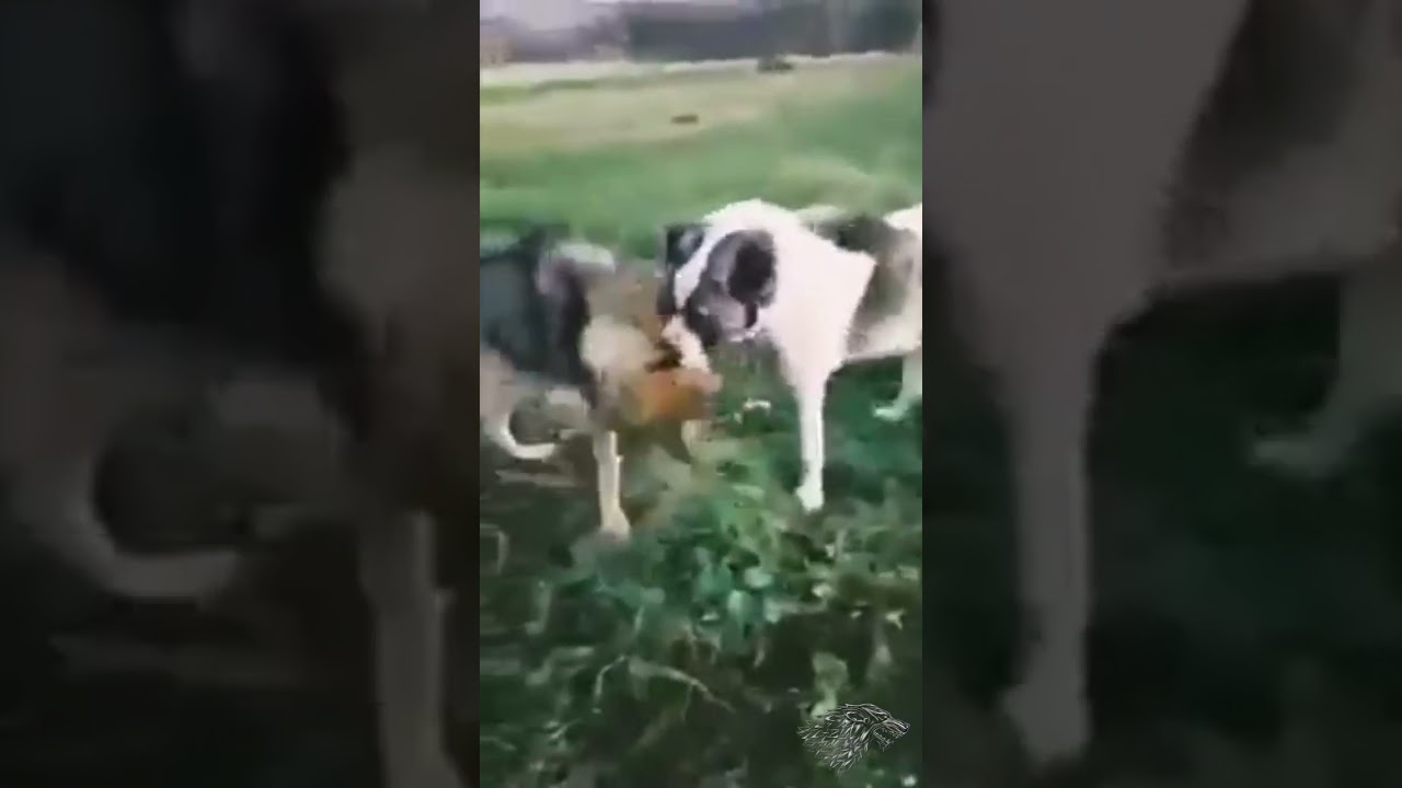 Dog(Volkodav) vs Wolf, #RealFight #volkodav #Alabai #Lifestockguardian #shepperddogs #wolf