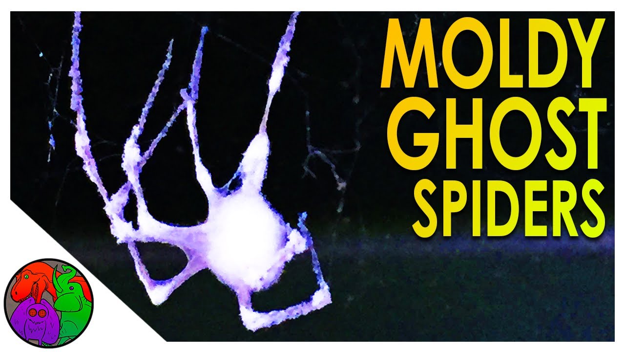 The Zombie Fungus that Eats Spiders | Parasitober