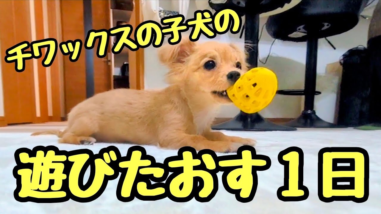チワックスの子犬の遊びたおす1日