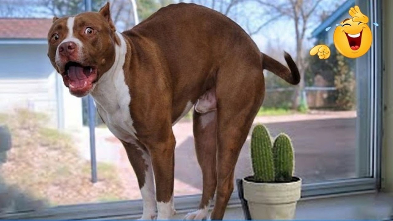 These Dog Videos of the Year Will Make You Laugh Way Too Hard 😂🐶