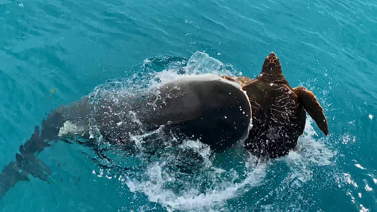 Sea Turtle Week The Mini Series Episode 3: Sea Turtle Predators
