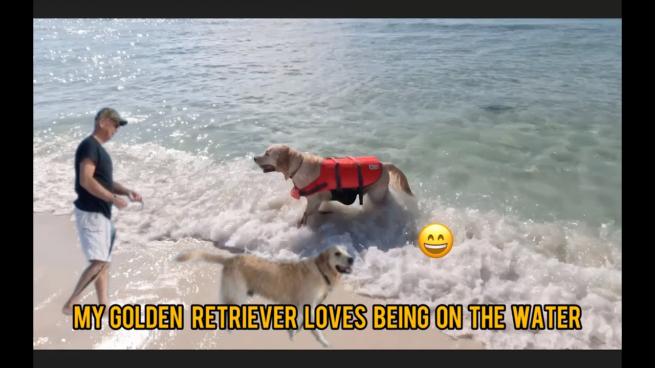How My Golden Retriever Reacts to Being in  Water | Another Fun Day at the Beach!