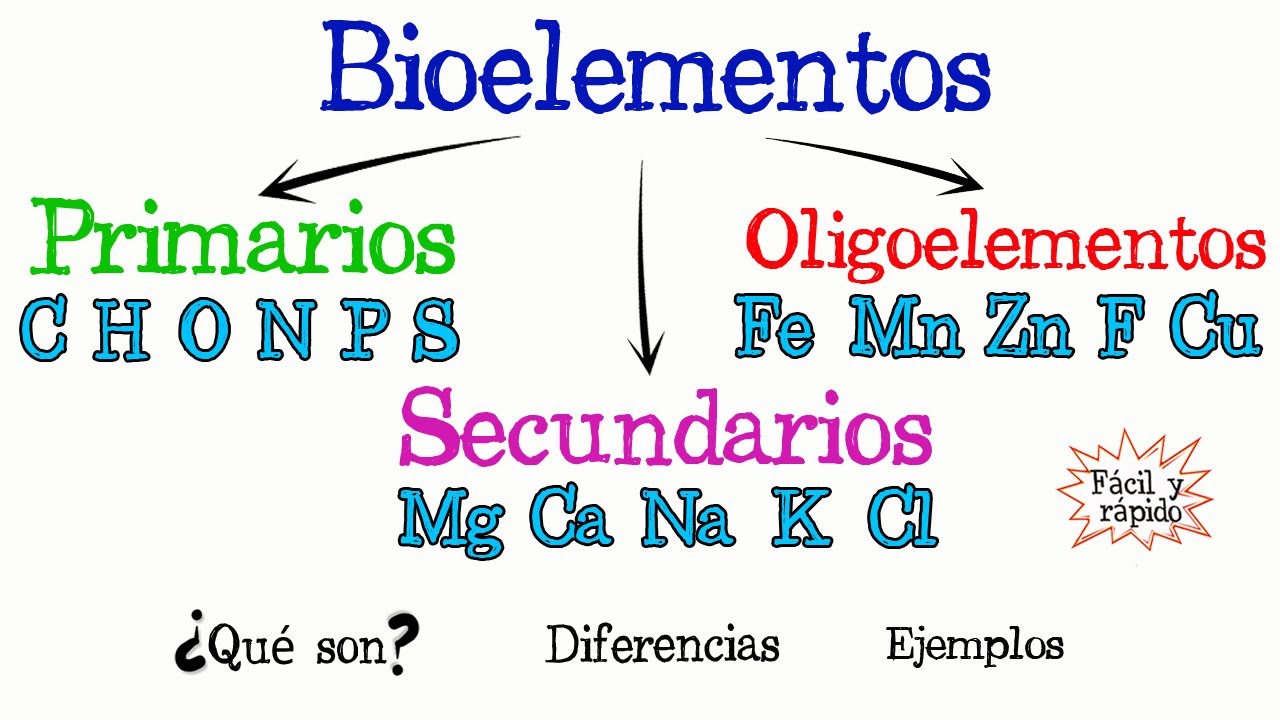💫Bioelementos Primarios, Secundarios y Oligoelementos💫 [F&aacute;cil y R&aacute;pido] | QU&Iacute;MICA | | BIOLOG&Iacute;A |