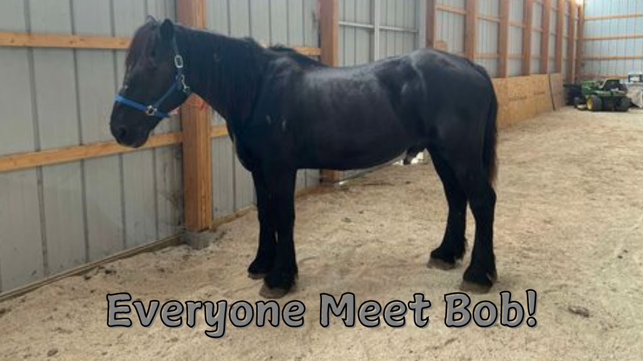 Everyone Meet Bob Our Rescue Horse