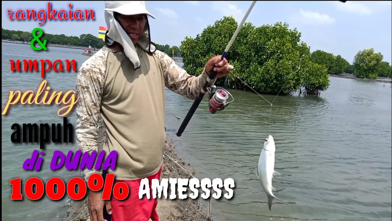 rangkaian jitu mancing bandeng ll umpan ampuh mancing bandeng ll spot muara gembong ll sembilangan..