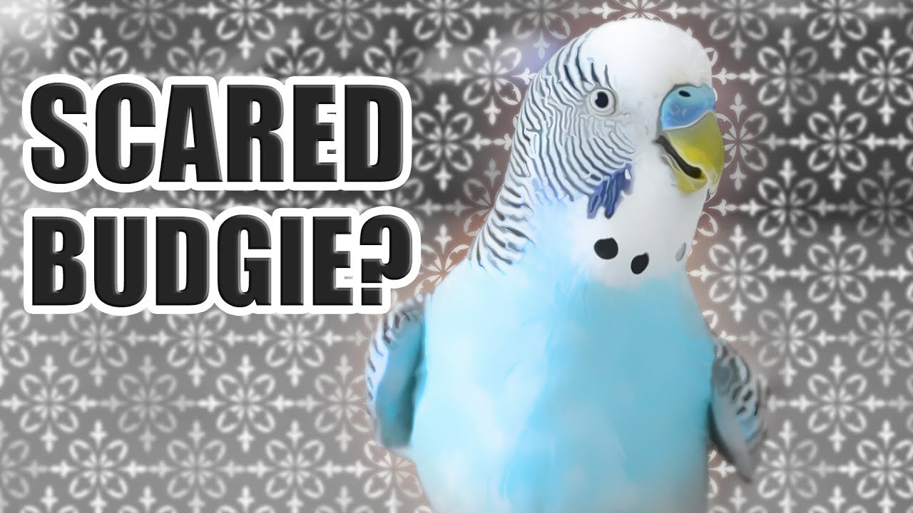 How to tell if your Bird is nervous or scared 😬