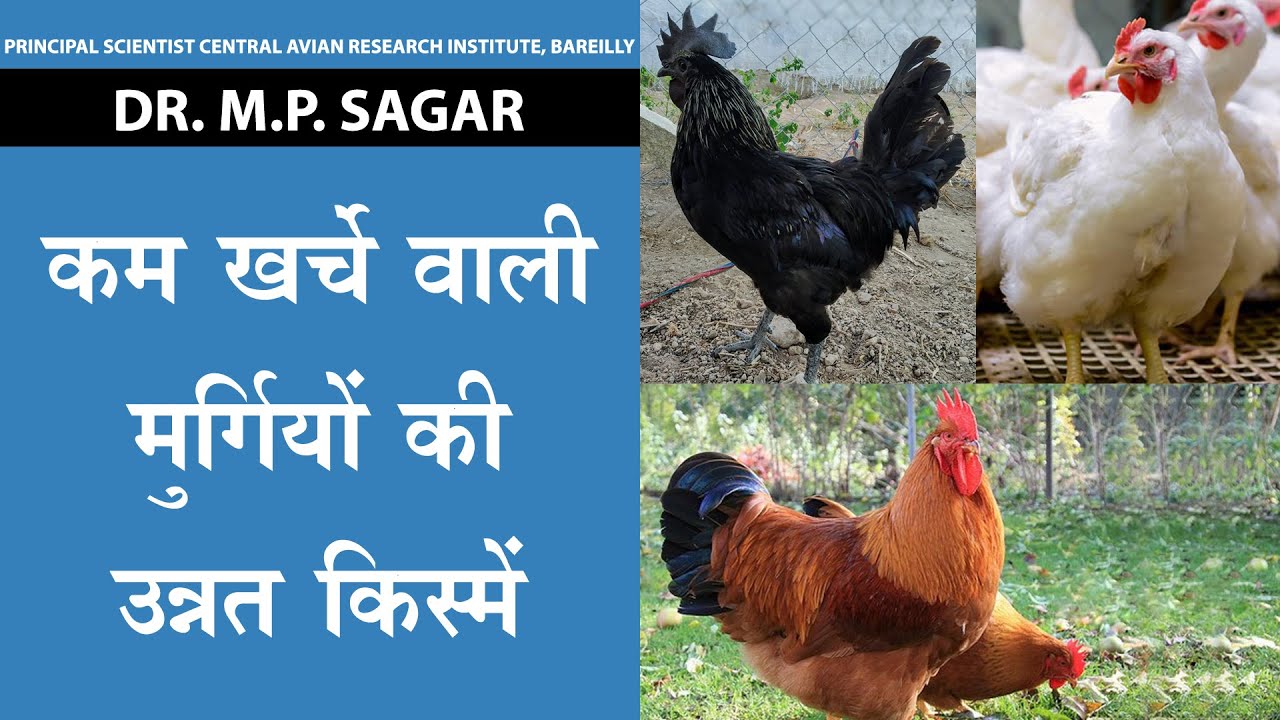 देखिये विभिन्न नस्ल की देसी मुर्गियों की नस्लें I Best Breed for Backyard Poultry Farming