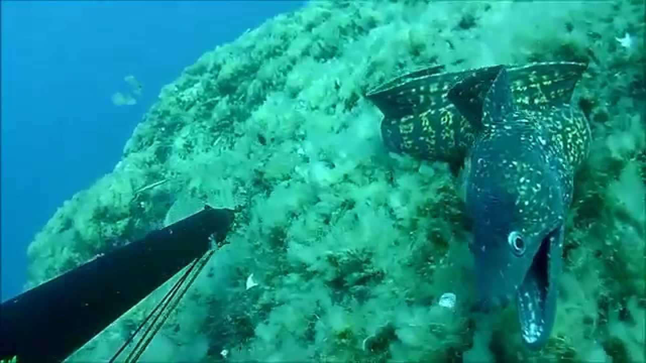 Pesca in apnea - Giglio a Pinne Miniguida
